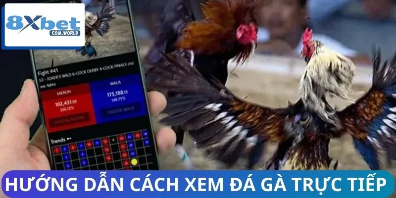 Quy trình xem phát sóng đá gà live